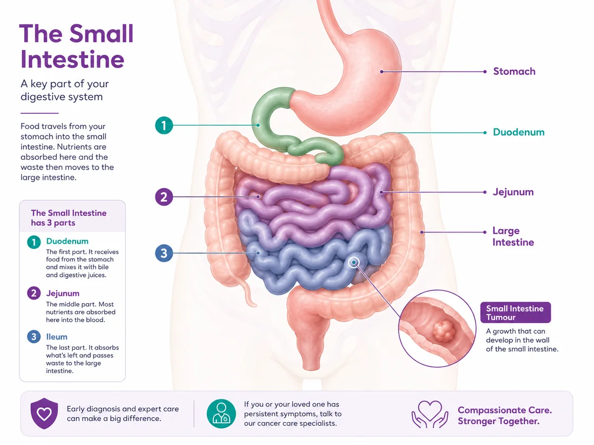 Small intestine anatomy — the duodenum, jejunum and ileum between the stomach and large intestine