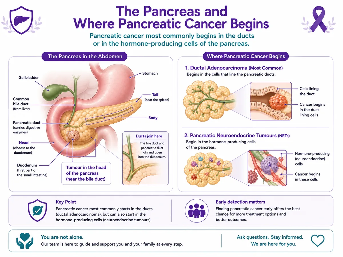 Pancreas anatomy and where pancreatic cancer begins — the head, body and tail, ducts and hormone cells, near the bile duct